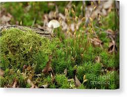 Attēlu rezultāti vaicājumam “Polytrichastrum formosum”