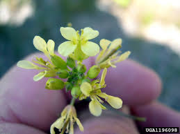 Attēlu rezultāti vaicājumam “Sinapis alba flower”
