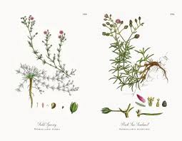 Attēlu rezultāti vaicājumam “Spergularia rubra”