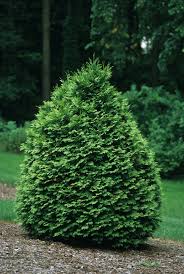 Attēlu rezultāti vaicājumam “Thuja occidentalis”