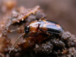 Attēlu rezultāti vaicājumam “Badister bullatus”