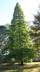 Attēlu rezultāti vaicājumam “Taxodium distichum”