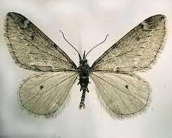 Attēlu rezultāti vaicājumam “Alsophila aescularia”