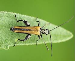 Attēlu rezultāti vaicājumam “Oedemera femorata”