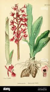 Attēlu rezultāti vaicājumam “Orchis mascula bud”