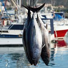 Image result for Thunnus alalunga