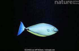 Image result for Naso hexacanthus