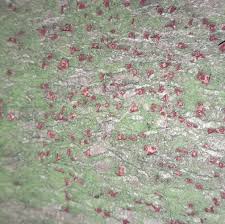 Attēlu rezultāti vaicājumam “Neonectria coccinea”