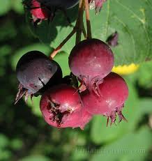 Attēlu rezultāti vaicājumam “Amelanchier spicata fruit”