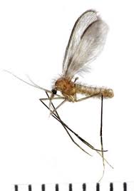 Attēlu rezultāti vaicājumam “Nematocera”