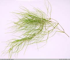 Attēlu rezultāti vaicājumam “Stuckenia pectinata”