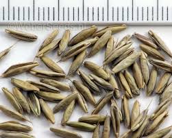 Attēlu rezultāti vaicājumam “Bromus secalinus”