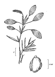 Attēlu rezultāti vaicājumam “Potamogeton gramineus”