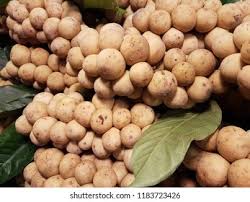 Image result for Lansongammon