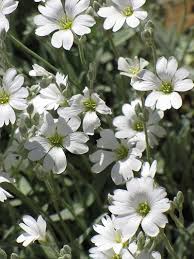 Attēlu rezultāti vaicājumam “Cerastium tomentosum flower”