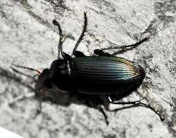 Attēlu rezultāti vaicājumam “Cychramus luteus”