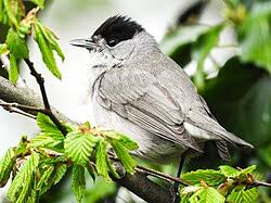 Attēlu rezultāti vaicājumam “Sylvia atricapilla”