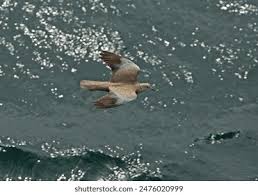 Attēlu rezultāti vaicājumam “Streptopelia decaocto adult”