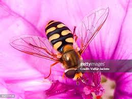 Attēlu rezultāti vaicājumam “Eupeodes corollae”