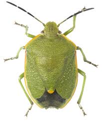 Attēlu rezultāti vaicājumam “Chlorochroa pinicola”