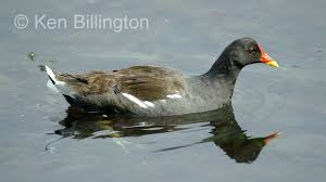 Attēlu rezultāti vaicājumam “Gallinula chloropus”