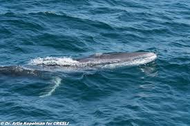 Image result for Balaenoptera physalus