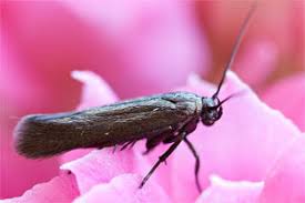 Attēlu rezultāti vaicājumam “Scythrididae”