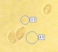 Attēlu rezultāti vaicājumam “Collybia tuberosa”
