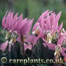 Attēlu rezultāti vaicājumam “Erythronium sibiricum”