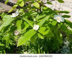 Attēlu rezultāti vaicājumam “Mespilus germanica leaf”