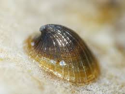 Attēlu rezultāti vaicājumam “Ancylus fluviatilis”