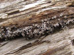 Attēlu rezultāti vaicājumam “Diderma radiatum”