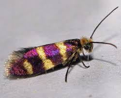 Attēlu rezultāti vaicājumam “Micropterix aureatella”