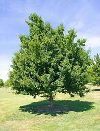 Attēlu rezultāti vaicājumam “Acer tataricum”