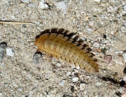 Attēlu rezultāti vaicājumam “Silpha obscura larva”