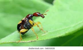 Attēlu rezultāti vaicājumam “Attelabidae”