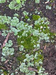 Attēlu rezultāti vaicājumam “Plagiochila porelloides sporophyte”