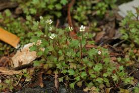 Attēlu rezultāti vaicājumam “Saxifraga tridactylites flower”