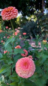 Image result for Zinnia elegans
