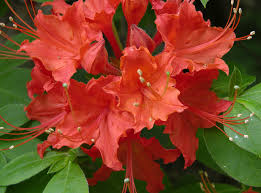 Attēlu rezultāti vaicājumam “Rhododendron calendulaceum”