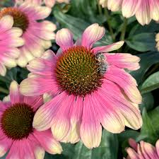 Image result for Echinacea Lustre hybrids