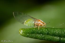 Attēlu rezultāti vaicājumam “Trioza dispar”