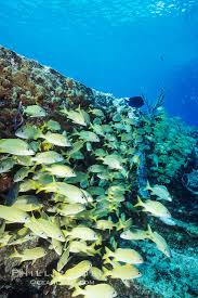 Image result for Haemulon flavolineatum