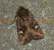 Attēlu rezultāti vaicājumam “Celaena leucostigma”