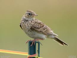 Attēlu rezultāti vaicājumam “Alauda arvensis”