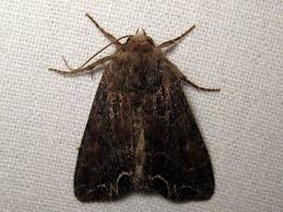 Attēlu rezultāti vaicājumam “Lacanobia suasa”