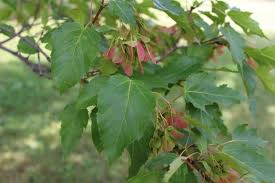 Attēlu rezultāti vaicājumam “Acer tataricum leaf”