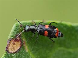 Attēlu rezultāti vaicājumam “Anthocomus fasciatus”