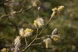 Attēlu rezultāti vaicājumam “Salix caprea male flower”