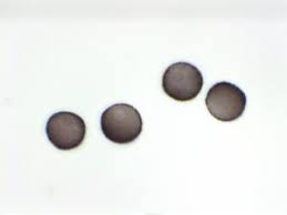 Attēlu rezultāti vaicājumam “Diderma subincarnatum”